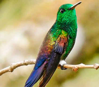 Birdwatching-tour-Observacion-de-Aves-things-to-do-in-Antigua-Guatemala-Tours Around-Antigua-Guatemala-V4
