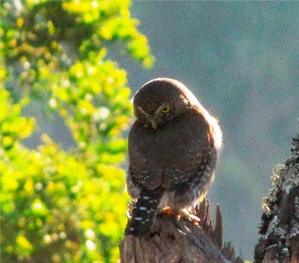 Birdwatching-tour-Observacion-de-Aves-things-to-do-in-Antigua-Guatemala-Tours Around-Antigua-Guatemala-V6